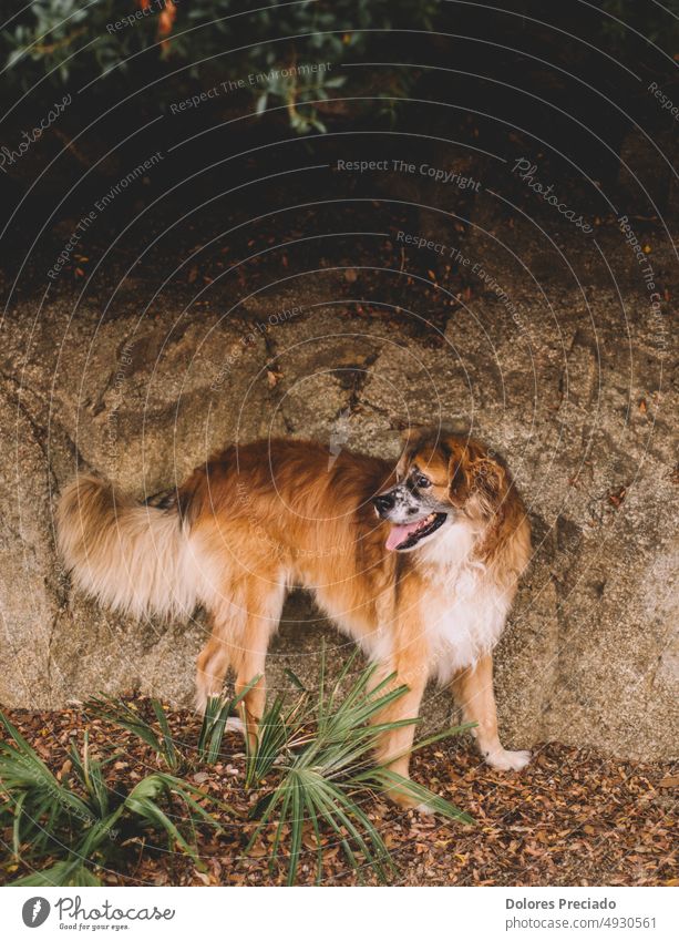 Porträt eines pelzigen alten Hundes im Wald aktiv Tier Tiere Barfuß Strand Eckzahn niedlich süßer Hund Hundestrand Hündchen heimisch Übung Freund Spaß lustig