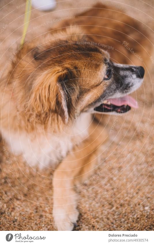 Porträt eines pelzigen alten Hundes im Sand eines Strandes aktiv Tier Tiere Barfuß Eckzahn niedlich süßer Hund Hundestrand Hündchen heimisch Übung Freund Spaß