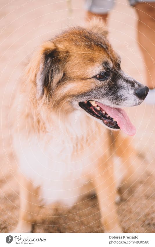 Porträt eines pelzigen alten Hundes im Sand eines Strandes aktiv Tier Tiere Barfuß Eckzahn niedlich süßer Hund Hundestrand Hündchen heimisch Übung Freund Spaß