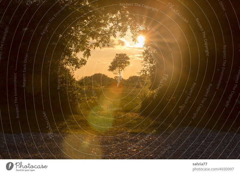 Blick durchs Sonnentor Sonnenstrahlen Gegenlicht Tor Lichtblick Durchblick Hoffnung Kontrast Sonnenlicht Lichterscheinung Baum Farbfoto Schatten Menschenleer