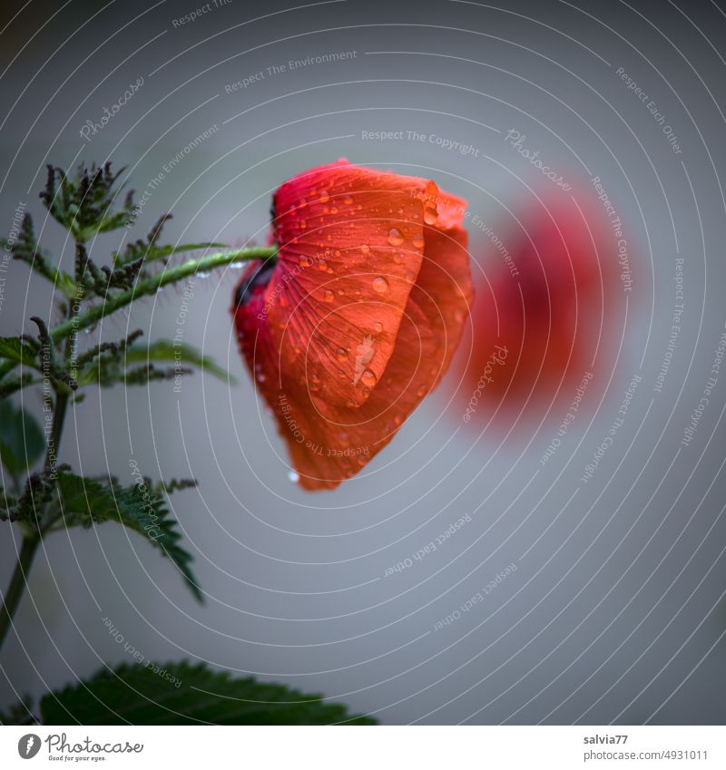 Klatschmohn im Regen Mohn Blume Blüte Sommer Pflanze Mohnblüte Brennnessel Regentropfen Natur Tropfen Wasser rot grün nass Menschenleer Farbfoto