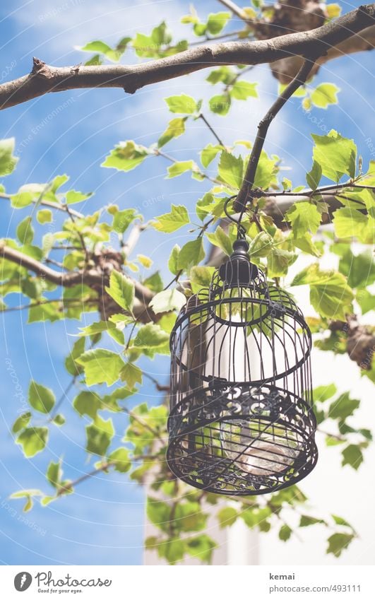 Get me out of the cage Umwelt Natur Pflanze Himmel Wolken Sonnenlicht Sommer Schönes Wetter Wärme Baum Blatt Ast Zweig Garten Park Käfig Vogelkäfig Windlicht