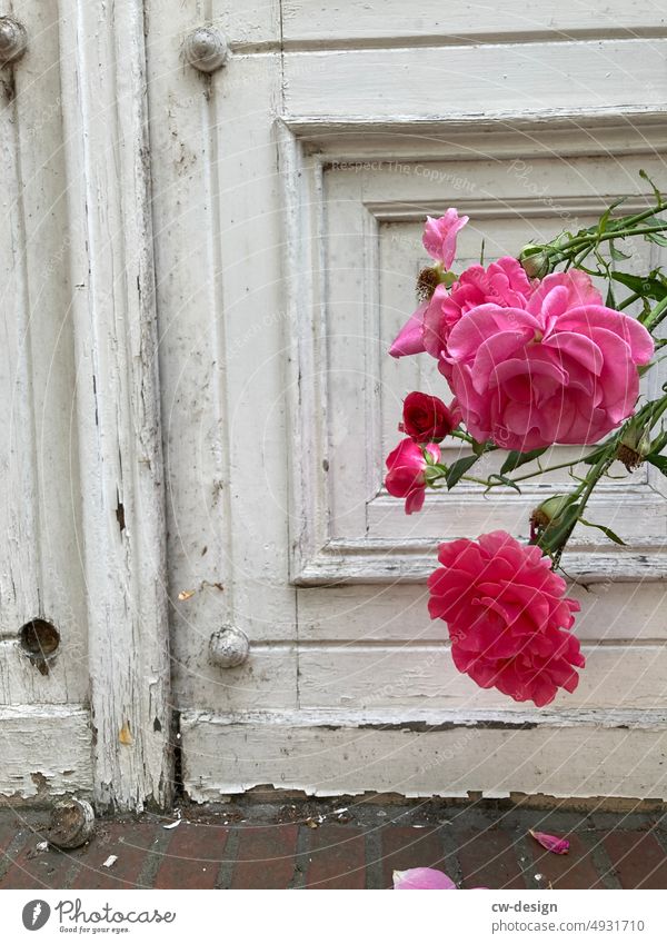 Mauerblümchen Rose rosa Fassade grün Pflanze Blume Blüte Farbfoto Natur Außenaufnahme