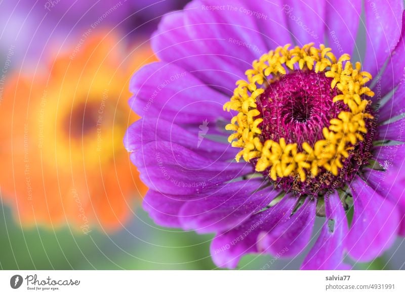 lila Blütenkönigin mit gelber Krone Zinnie Zinnen Zinnia Asteraceae Blütenstand Blume Pflanze Sommerblüher einjährige Pflanze Sommerblume Zierpflanze blühen