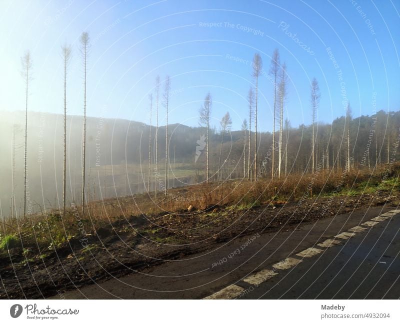 Landstraße zwischen Oerlinghausen und Bielefeld mit blauem Himmel und Sonnenschein nach leichtem Nebel im Teutoburger Wald in Ostwestfalen-Lippe deutsch