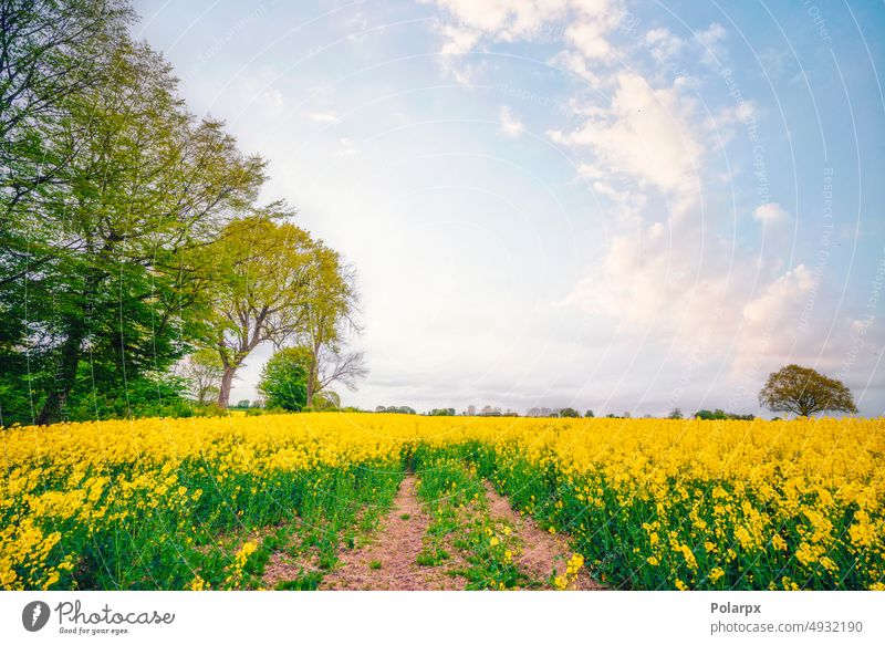 Sommerlandschaft in Skandinavien mit gelbem Raps umgebungsbedingt Horizont Rübe Farbe hell Victoria kultiviert Sonne im Freien Frühling Industrie Biografie