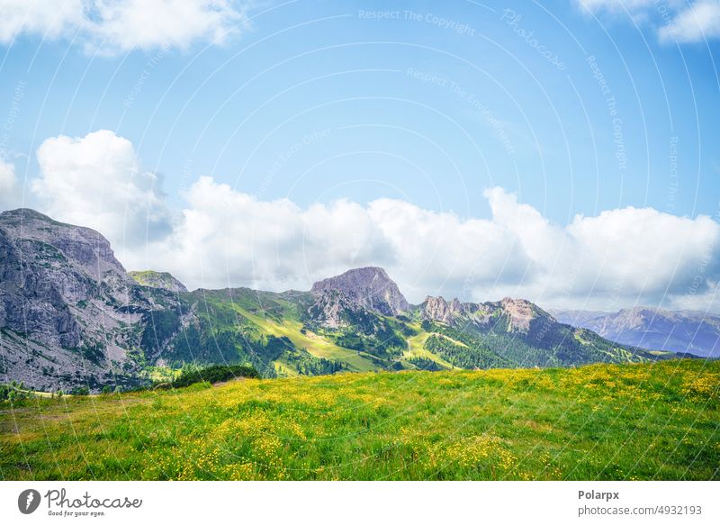 Bergwiese mit gelben Blumen Gelände hell Gelassenheit Tirol Hintergrund Flora Szene Licht Wildnis Deutschland Blüte Frühling Ackerbau ruhig Alpen Top Hügel