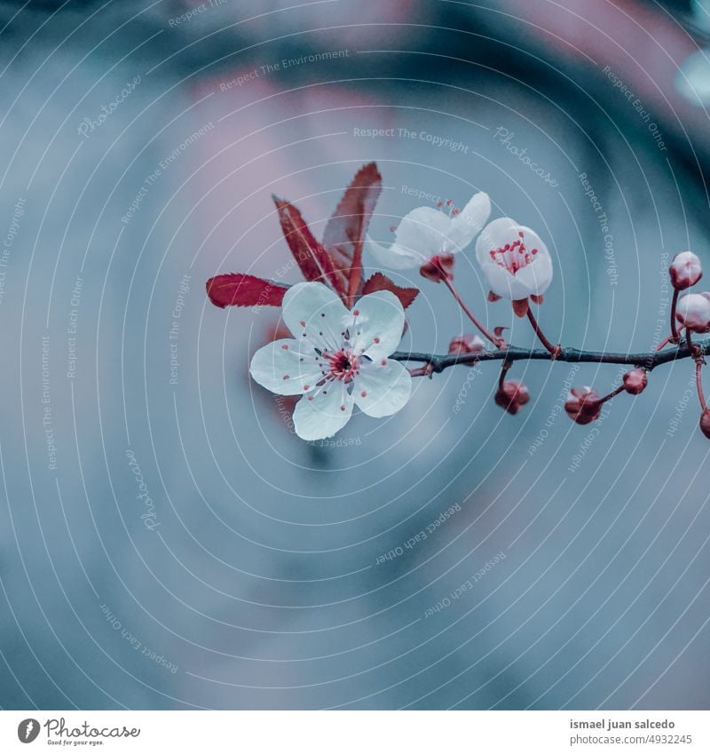 schöne Kirschblüte im Frühling Kirschblüten Sakura-Blüte Kirschbaum Kirsche Sakurabaum Blume rosa rosa Blume Blütenblätter geblümt Flora Natur natürlich