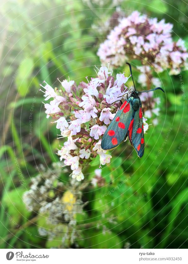 Krainer Widderchen Blutströpfchenfalter Falter Schmetterling rot grün Flügel Insekt Blüte Pflanze selten rar Natur Garten zart Makroaufnahme natürlich