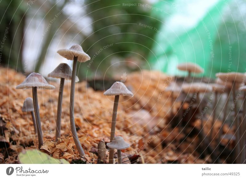 Plizhausen Hut dünn klein grau Gift feucht Wald grün Herbst Außenaufnahme Unschärfe Pilz mushroom Stengel späne Bodenbelag