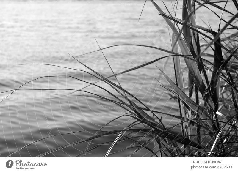 Schilf Halme am Ufer vor leichtem Wellengang und Wind bewegtem Fluss, in Grautönen Schilfhalme Wasser Natur Landschaft Detail Sommer Ruhe leicht bewegt