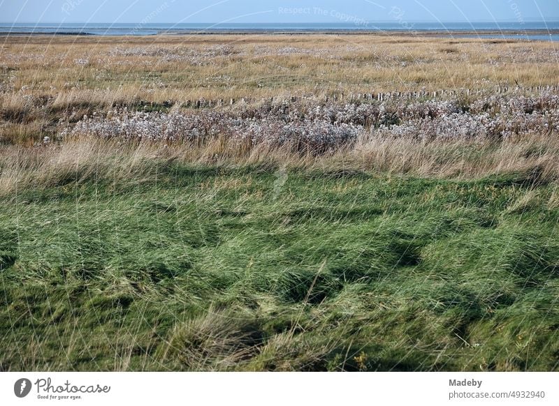 Küstenschutz mit Schlickgras und anderen Pflanzen im Herbst im Weltnaturerbe Wattenmeer bei Sonnenschein in Bensersiel bei Esens an der Nordsee in Ostfriesland in Niedersachsen