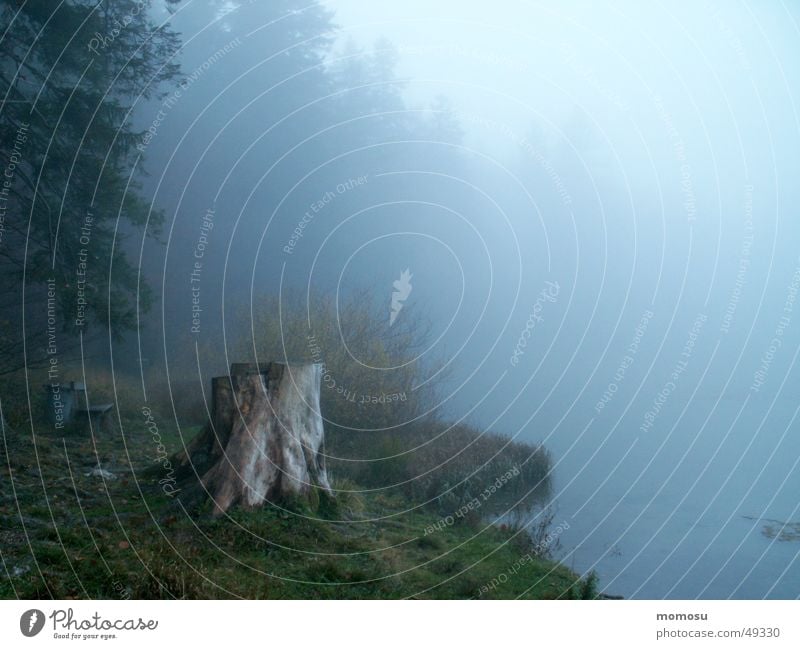 blauer Nebel See Baumstumpf Wald Herbst Stimmung Küste Wasser Baumstamm