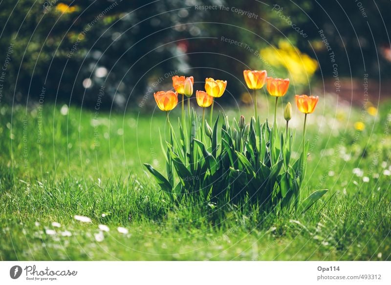 Tulpen Umwelt Natur Pflanze Tier Sommer Schönes Wetter Blüte Grünpflanze Garten Wiese Blühend Duft grün orange rot Erholung Ferien & Urlaub & Reisen Wachstum