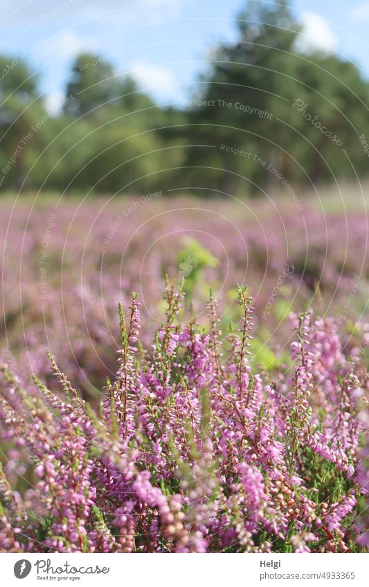 Wanderlust | durch die blühende Heide im Moor Heidekraut Besenheide Calluna vulgaris Sommerheide Erika Heideblüte Blütenstand Moorlandschaft Heidefläche