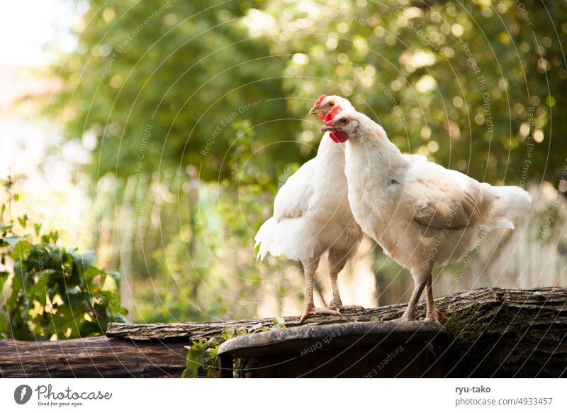 Zwei Hennen auf dem Baumstamm Nutztier Tier fluffig Federvieh Garten Natur Freilandhaltung Haustier Tierporträt Huhn Tierhaltung Hühnervögel artgerecht Haushuhn