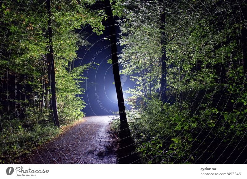 Nachtsicht Abenteuer wandern Umwelt Natur Landschaft Sommer Blume Wald einzigartig entdecken erleben Erwartung exotisch bedrohlich geheimnisvoll Glaube