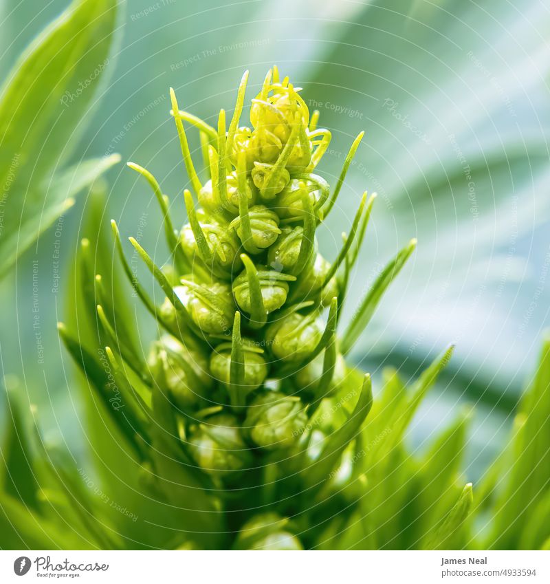 Nahaufnahme einer sprießenden Blume wachsen Frühling natürlich Natur Konzept Blatt jung Setzling Hintergrund Ackerbau Anfänge Sommer Blütenknospen Makro