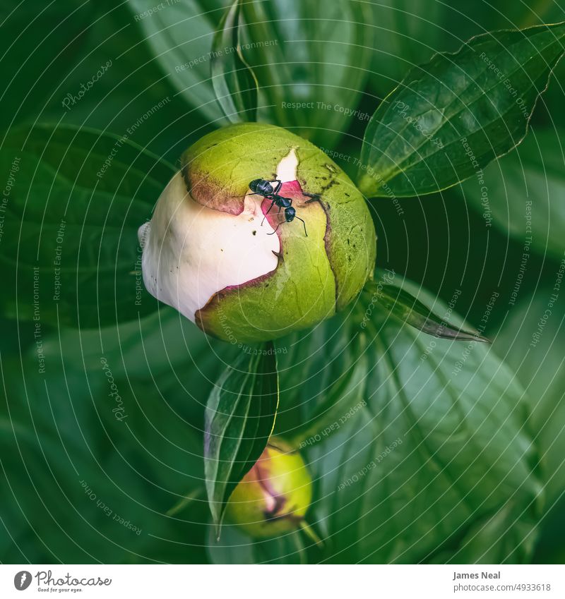 Ameise krabbelt auf einer frischen Blume Gras Frühling natürlich Farbe Blumen Blüte abstrakt Schönheit Botanik Tier klein Sommer wild Makro Schädling schwarz