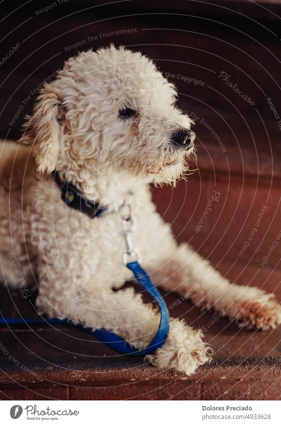 Porträt eines Zwergpudels der Rasse Hund bezaubernd Tier Tiere Hintergrund schön züchten braun Eckzahn Begleiter niedlich süße Tiere Hündchen Hunde heimisch