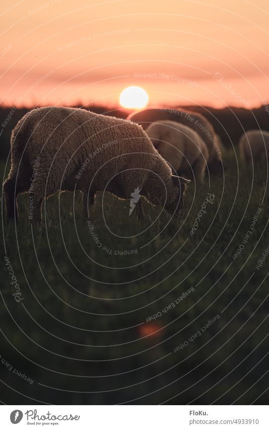 Schafe grasen am Deich im Sonnenuntergang Deichschaf kratzen Bein Tier Wiese Gras Wolle Himmel Natur grün Nordsee Nutztier Außenaufnahme Säugetier Herde