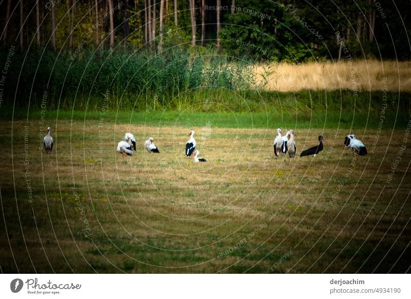 Treffen der Jung Störche auf einer Wiese am Waldrand,  um zusammen die Reise in den Süden zu unternehmen. Weißstorch Himmel Tag Farbfoto Menschenleer Natur