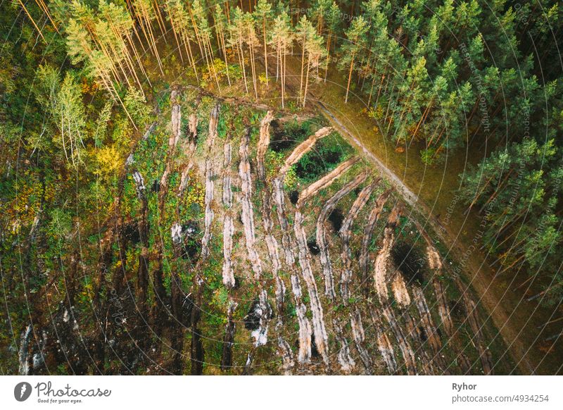 Luftaufnahme Grüner Wald Abholzung Bereich Landschaft. Top View of Fallen Woods Trunks and Growing Forest. European Nature From High Attitude In Summer Season. Drone Ansicht. Vogelperspektive Ansicht