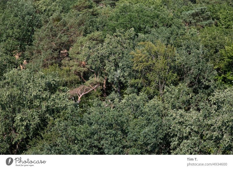 Brandenburger Wald von oben Farbfoto Sommer Natur Landschaft Außenaufnahme Umwelt Baum Menschenleer Tag Pflanze