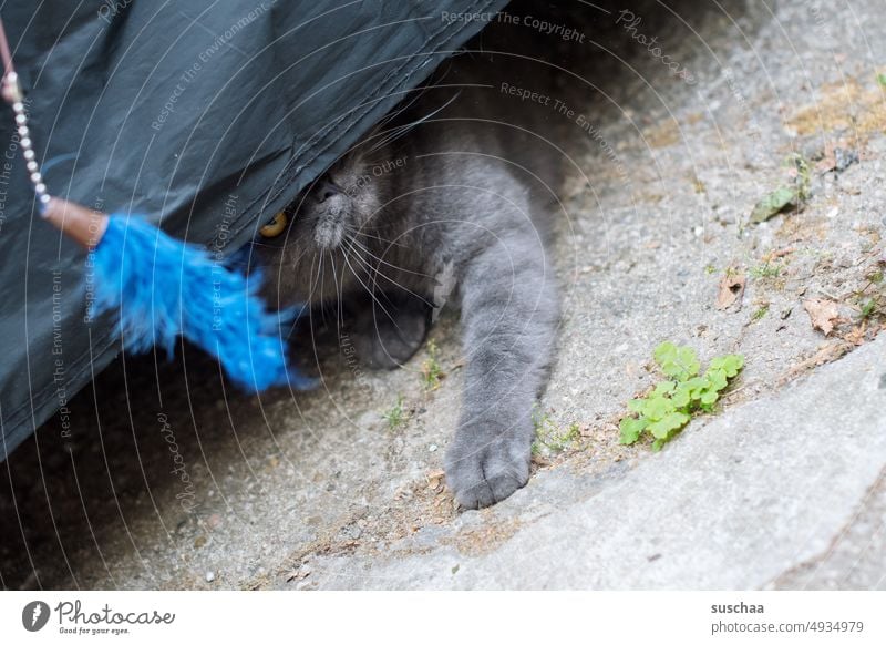 spielender kater Katze Kater fangen Jagdtrieb Hauskatze verstecken beobachten lauern Katzenspielzeug Katzenauge Schnurrhaare Pfote Fell Haustier Tier Blick