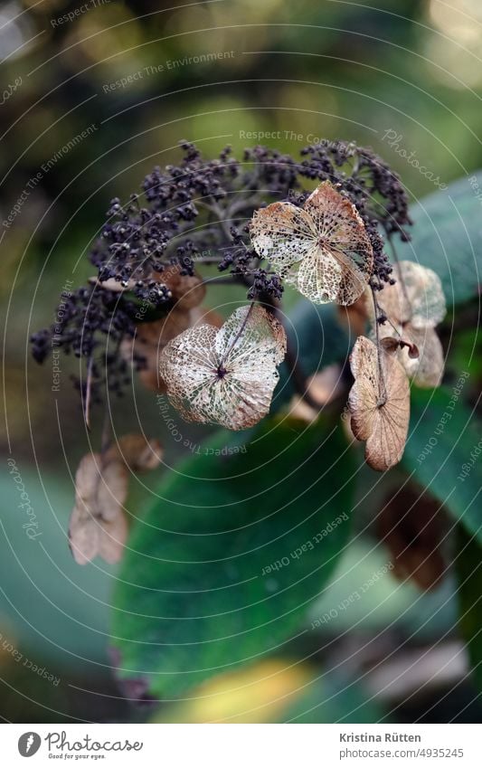 verblühte  hortensie blütenblatt blütenblätter verwittert verwelkt skelett trocken vergänglich vergänglichkeit herbst winter herbstlich winterlich natürlich