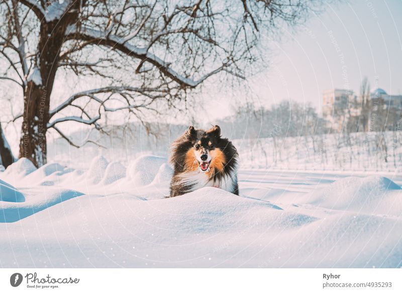 Funny Young Shetland Sheepdog, Sheltie, Collie Fast Running Outdoor In Snowy Park. Playful Haustier im Winter Wald Englischer Collie Langhaar Collie