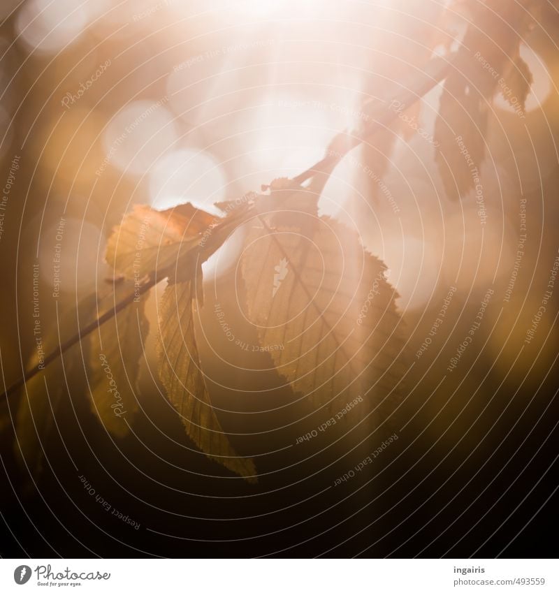 Herbstleuchten Natur Pflanze Sonnenlicht Blatt glänzend dehydrieren natürlich braun gelb gold weiß Stimmung ruhig Vergänglichkeit Zeit Unschärfe Farbfoto