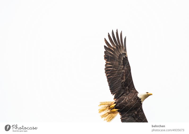 himmelwärts British Columbia Tierschutz Tierliebe Tiergesicht erhaben majestätisch raubvogel Raubtier Vancouver Island Kanada weißkopfseeadler Weisskopfseeadler