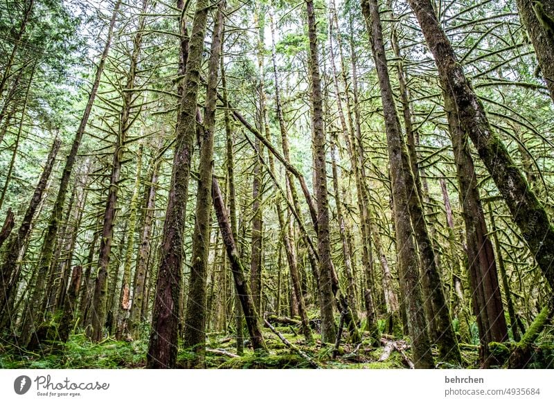 waldgeschichten Fernweh besonders Ferien & Urlaub & Reisen Wald Kanada Bäume Landschaft Nordamerika Natur Abenteuer British Columbia