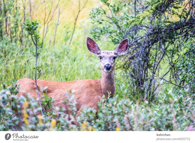 bambi Freiheit Jasper National Park Kanada Wald Bäume Landschaft Nordamerika Farbfoto Rocky Mountains Natur Außenaufnahme besonders fantastisch Alberta