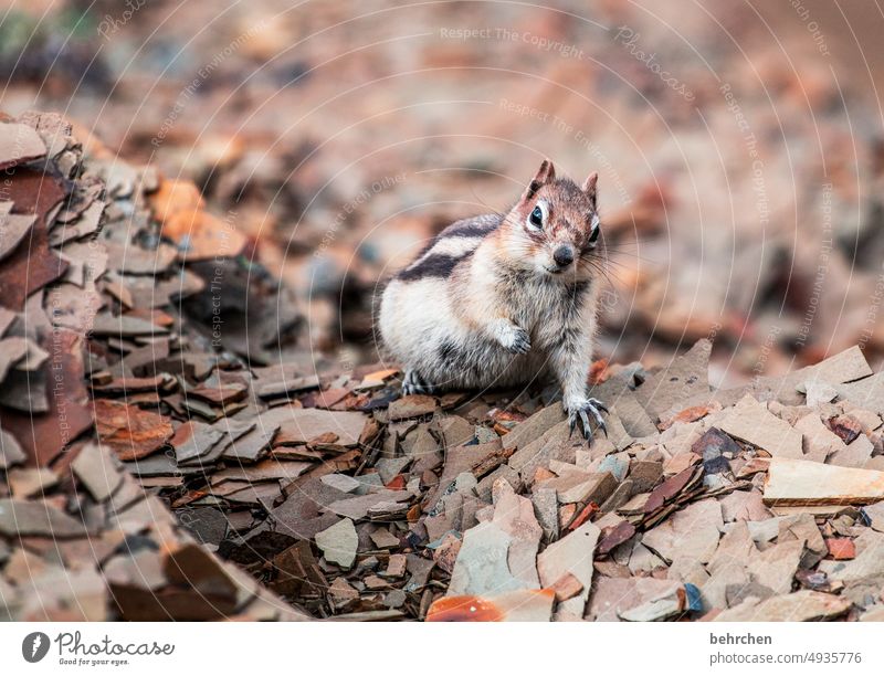 hello dude Tierschutz Tierliebe Streifenhörnchen Kanada Unschärfe Nahaufnahme Tierporträt Farbfoto beobachten Detailaufnahme Menschenleer Außenaufnahme Tag