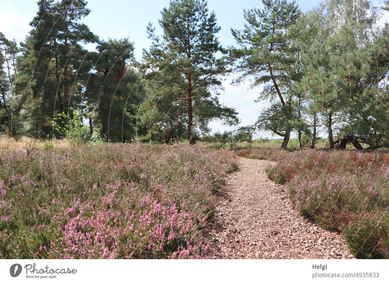 Heideblüte im Moor Erika Besenheide Moorweg Kiefer Baum Weg Pflanze Natur Landschaft Himmel schönes Wetter Heidekraut blühen natürlich Tageslicht Heidestimmung