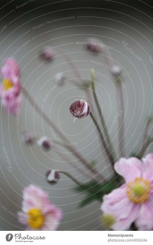 rosa Blüten Knospe knospen treiben Knospen Frühling Natur Pflanze Wachstum Nahaufnahme Baum Farbfoto natürlich Garten schön Umwelt Blühend Außenaufnahme Blume