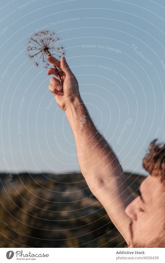 Mann hebt Arm mit trockener Blume Arm angehoben Blauer Himmel Landschaft Wochenende trocknen Sommer zerbrechlich Windstille männlich jung Wolkenloser Himmel