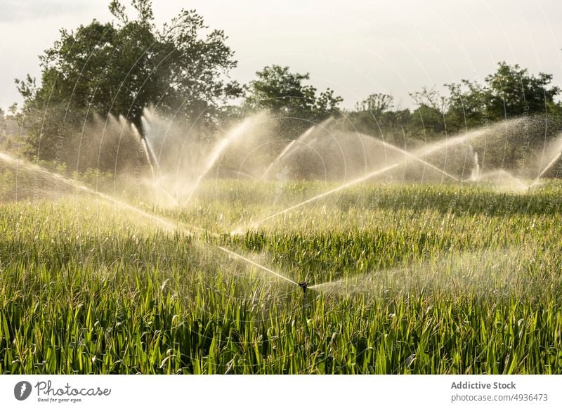 Sprinkler zur Bewässerung des Feldes bei Sonnenaufgang Pflanze Rasen Wasser bestäuben bewässern Bauernhof Blatt frisch Park Natur Sprinkleranlage Flora Müsli