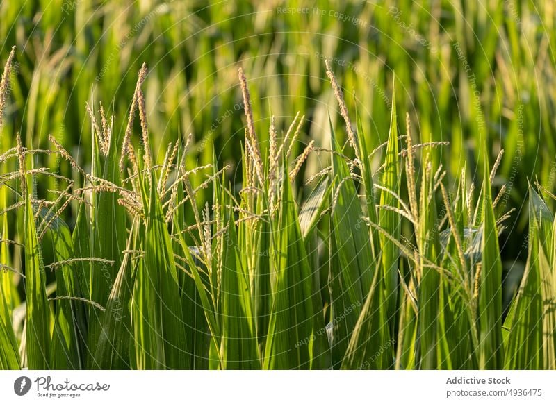 Grüne Pflanzenblätter flattern im Wind grün Blatt Ackerbau Feld Wetter Landschaft Bauernhof Natur Sommer frisch Wachstum Saison Laubwerk Schonung kultivieren