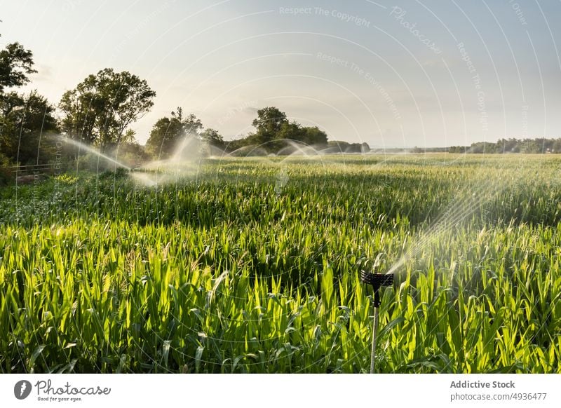 Sprinkler zur Bewässerung des Feldes bei Sonnenaufgang Pflanze Rasen Wasser bestäuben bewässern Bauernhof Blatt frisch Park Natur Sprinkleranlage Flora Müsli