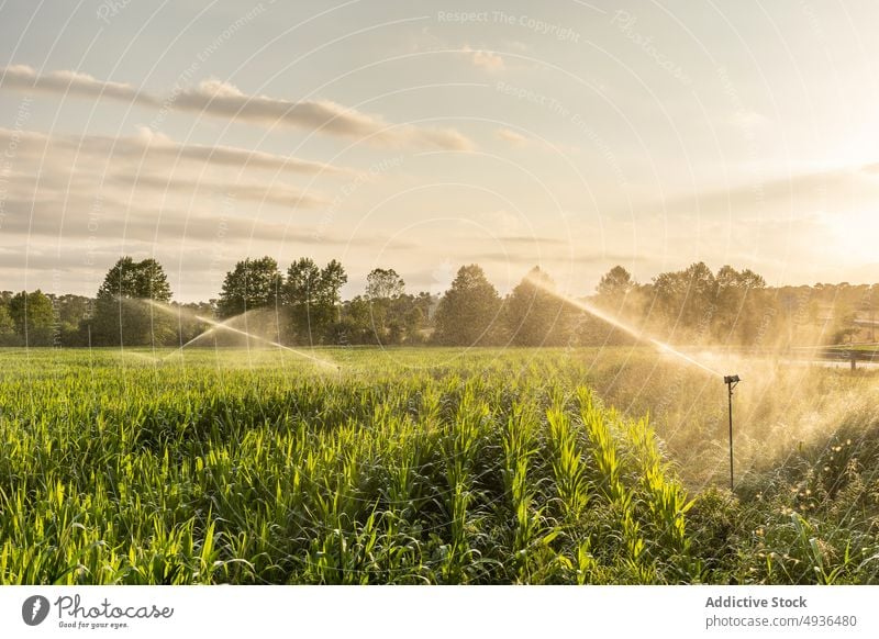 Sprinkler zur Bewässerung des Feldes bei Sonnenaufgang Pflanze Rasen Wasser bestäuben bewässern Bauernhof Blatt frisch Park Natur Sprinkleranlage Flora Müsli