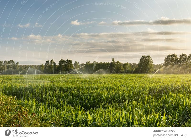 Sprinkler zur Bewässerung des Feldes bei Sonnenaufgang Pflanze Rasen Wasser bestäuben bewässern Bauernhof Blatt frisch Park Natur Sprinkleranlage Flora Müsli