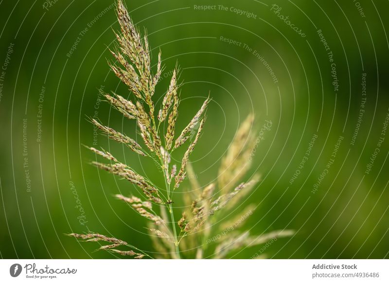 Grasbüschel auf grüner Wiese Spikelet Feld Wachstum Sommer frisch Natur Pflanze Flora Saison Landschaft vegetieren organisch ruhig filigran zerbrechlich