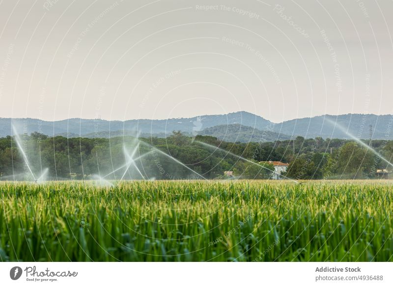 Sprinkler zur Bewässerung des Feldes bei Sonnenaufgang Pflanze Rasen Wasser bestäuben bewässern Bauernhof Blatt frisch Park Natur Sprinkleranlage Flora Müsli