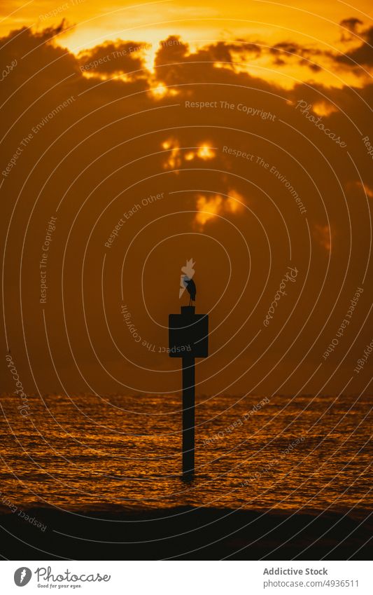 Seevogel, der bei Sonnenuntergang auf einem Wegweiser im Meer sitzt MEER wolkig Himmel Pelikan Silhouette Wasser wild . Florida USA amerika Vereinigte Staaten