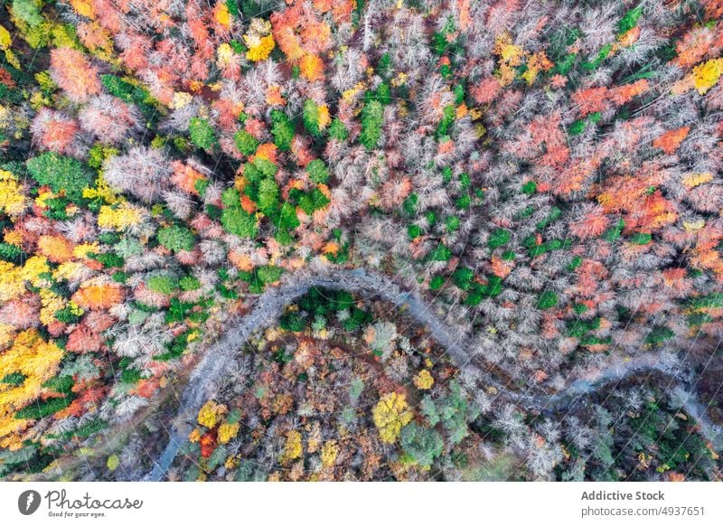 Schneller Fluss im Herbstwald schnell Wald Hochland Landschaft Wasser Berge u. Gebirge fließen Saison Natur strömen fallen malerisch Gelände Waldgebiet reißend