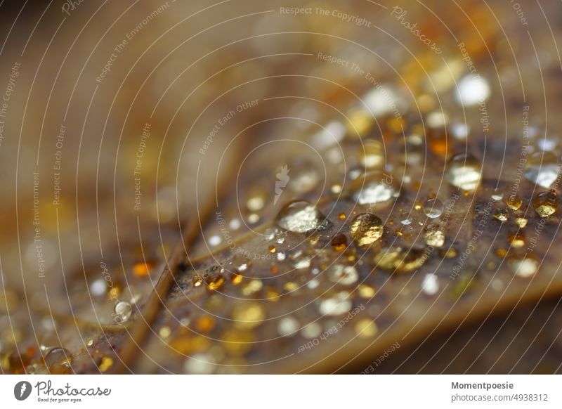 Tautropfen auf einem Blatt Herbst Regen Regentropfen Harz nass Wassertropfen Tropfen Natur Makroaufnahme Detailaufnahme Wetter Nahaufnahme glänzend Pflanze