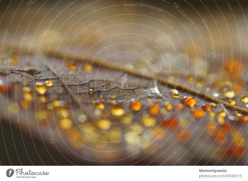 Tautropfen auf einem Blatt Blattadern herbstblattfarbe Tropfen orange gelb funkeln glänzen schön nass Pflanze Nahaufnahme glänzend feucht Makroaufnahme Natur